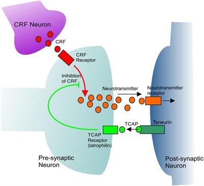 Activity of the Carboxy-Terminal Peptide Region of the Teneurins and Its Role in Neuronal Function and Behavior in Mammals